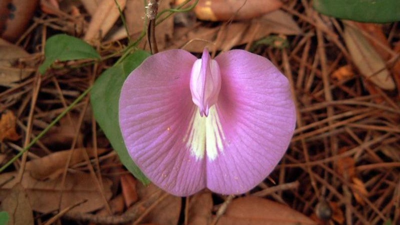 Spurred Butterfly Pea